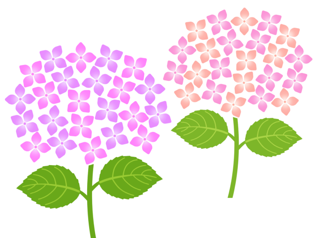 紫陽花の壁紙画像シンプル背景素材イラスト 無料イラスト素材 素材ラボ