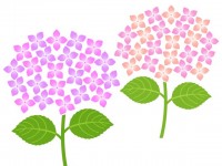 紫陽花の壁紙画像…