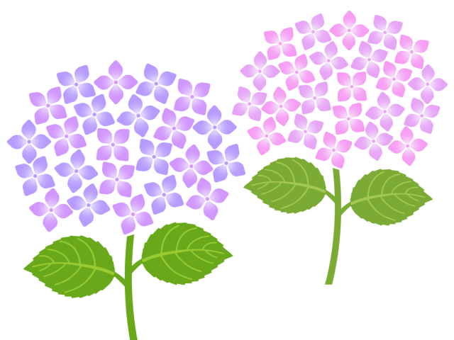 紫陽花の壁紙画像シンプル背景素材イラスト 無料イラスト素材 素材ラボ