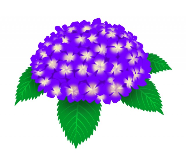 鮮やか紫色のアジサイ Jpg Png 無料イラスト素材 素材ラボ
