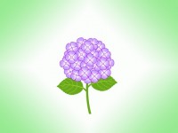 紫陽花の壁紙画像…