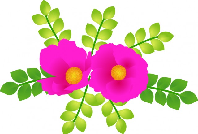 ハマナスの花 無料イラスト素材 素材ラボ