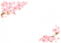 【桜】満開お花見…
