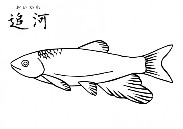 魚の塗り絵（オイカワ） | 無料イラスト素材｜素材ラボ