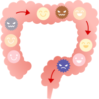 腸内サイクル（C…