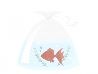 金魚のイラスト　…