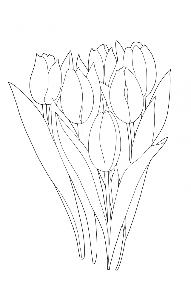 春の花チューリップ線画 色塗り 無料イラスト素材 素材ラボ