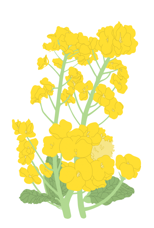 春の花 菜の花 カラーイラスト 無料イラスト素材 素材ラボ