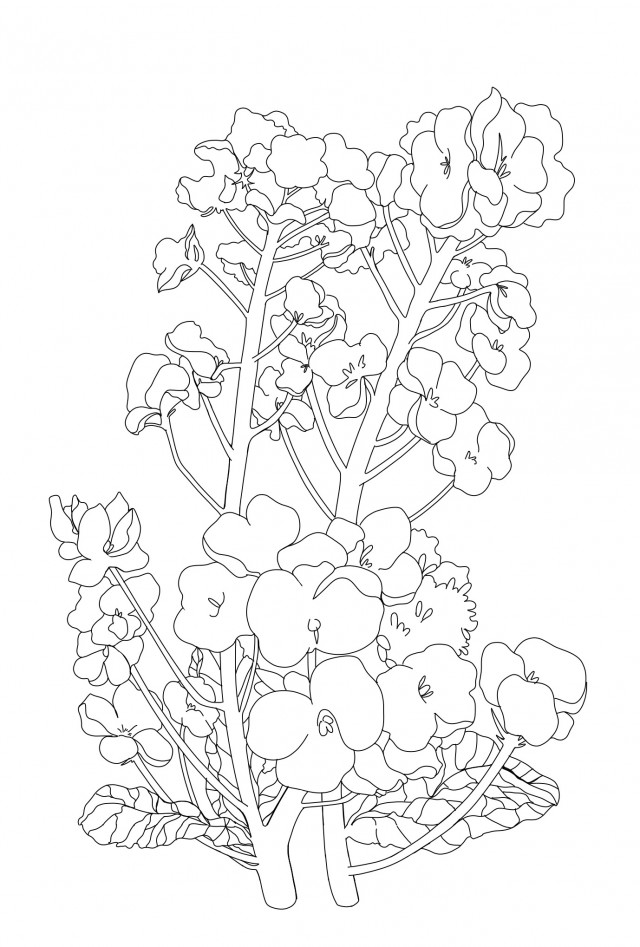 春の花 菜の花 線画イラスト 無料イラスト素材 素材ラボ