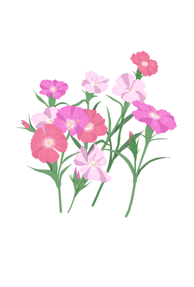 ピンクのナデシコの花 無料イラスト素材 素材ラボ