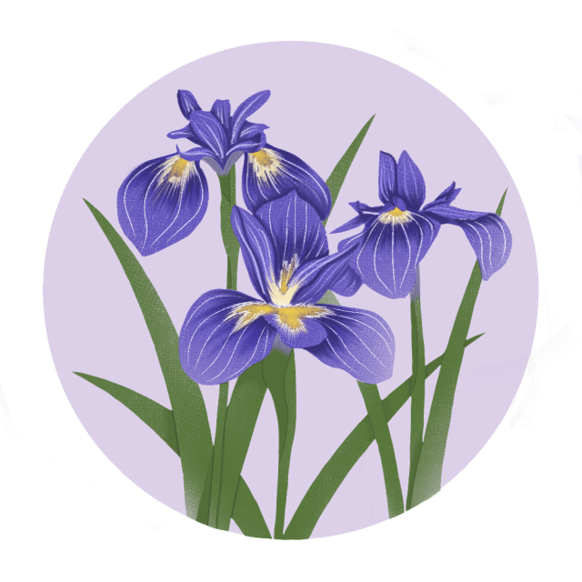 花菖蒲 あやめのカラーイラスト 無料イラスト素材 素材ラボ