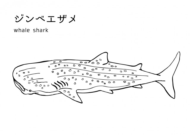 魚の塗り絵 ジンベイザメ 無料イラスト素材 素材ラボ