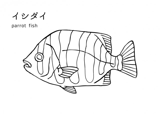 魚の塗り絵（イシダイ） | 無料イラスト素材｜素材ラボ