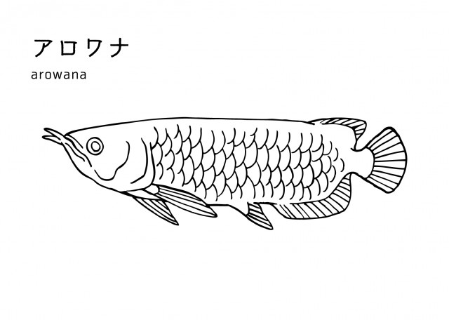 魚の塗り絵 アロワナ 無料イラスト素材 素材ラボ