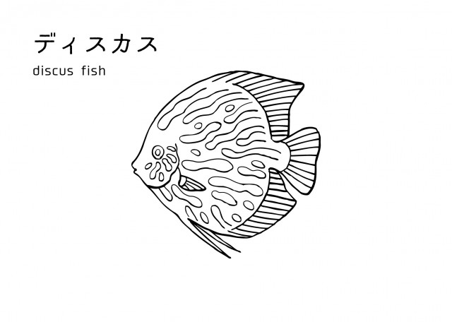 魚の塗り絵 ディスカス 無料イラスト素材 素材ラボ