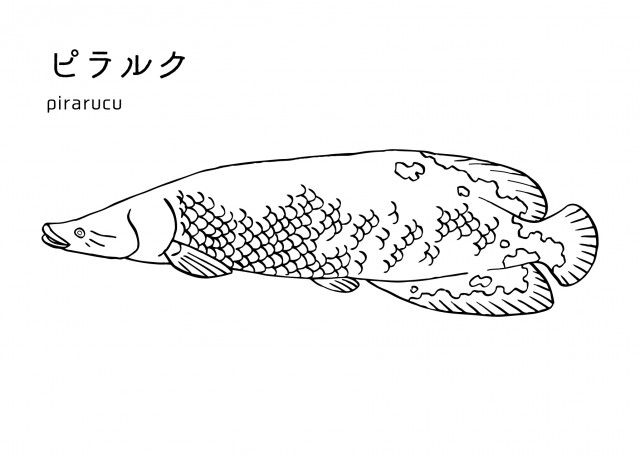 魚の塗り絵 ピラルク 無料イラスト素材 素材ラボ