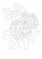 紫陽花(塗り絵)