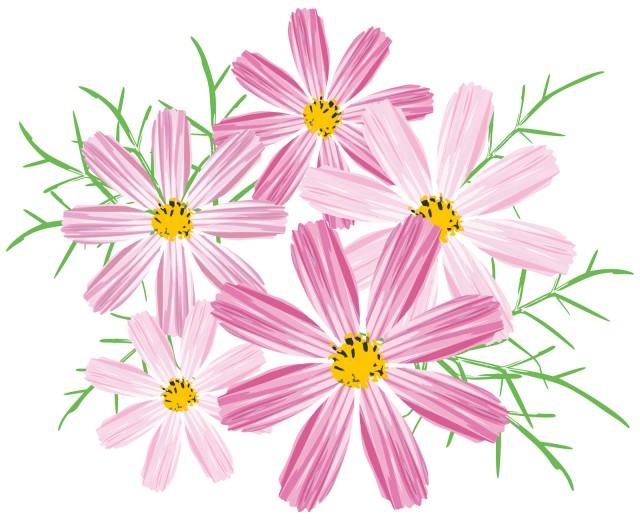 秋桜コスモスワンポイントカット挿絵あしらい装飾飾り9月10月11月の花植物無料イラストフリー素材 無料イラスト素材 素材ラボ