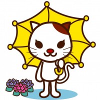 梅雨のネコ