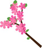 桜の花　枝つき　…