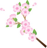 桜の花　枝つき　…