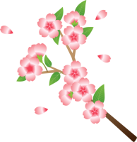 桜の花　枝つき0…