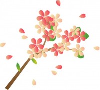 桜の花　枝つき0…