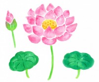 蓮の花のイラスト