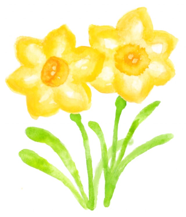 黄色の水仙のイラスト