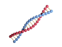 DNA（遺伝子）…