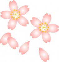桜の花と花びらの…