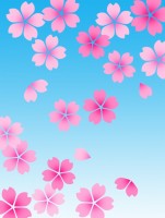 桜の花模様壁紙画…