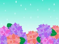 紫陽花と雨の背景…
