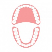 上下の歯のイラス…