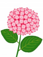 紫陽花の花模様壁…