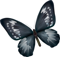 黒い蝶（CSai…